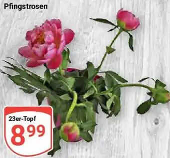 Globus Pfingstrosen Angebot