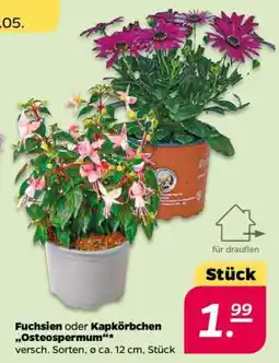 NETTO Fuchsien oder Kapkörbchen „Osteospermum“ Angebot
