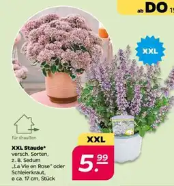 NETTO XXL Staude Angebot