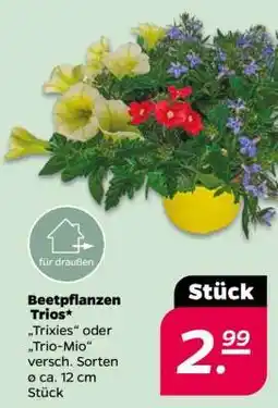 NETTO Beetpflanzen Trios Angebot