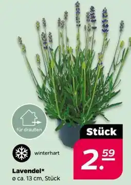NETTO Lavendel Angebot