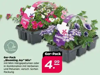 NETTO Ger-Pack „Blooming Joy“ Mix Angebot