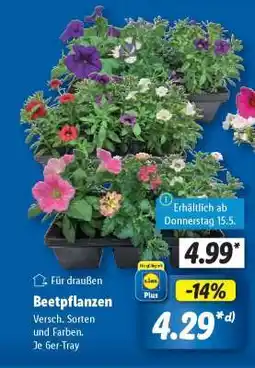 Lidl Beetpflanzen Angebot