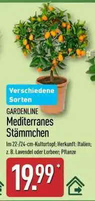 Aldi Nord GARDENLINE Mediterranes Stämmchen Angebot