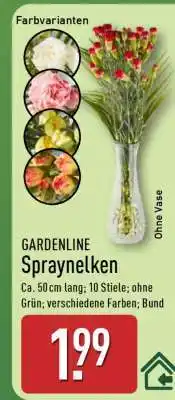Aldi Nord GARDENLINE Spraynelken Angebot