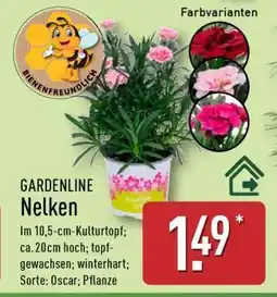 Aldi Nord GARDENLINE Nelken Angebot