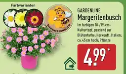 Aldi Nord GARDENLINE Margeritenbusch Angebot