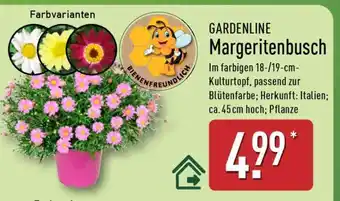 Aldi Nord GARDENLINE Margeritenbusch Angebot