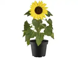 OBI Grow By Obi Sonnenblume Angebot