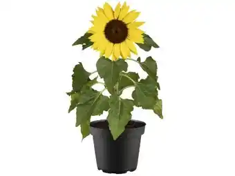 OBI Grow By Obi Sonnenblume Angebot