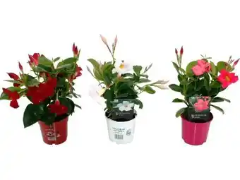 OBI Dipladenie Angebot