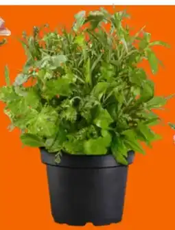 OBI Blumenwiese Angebot