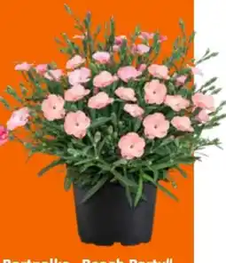 OBI Bartnelke Peach Party Angebot