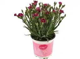 OBI Staudennelke Pink Kisses Angebot
