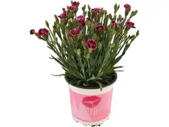 OBI Staudennelke Pink Kisses Angebot