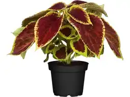 OBI Grow By Obi Buntnessel Angebot