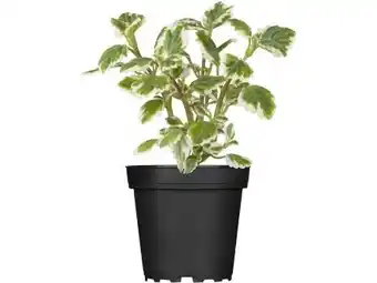 OBI Mottenkönig Angebot