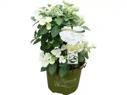 OBI Girlandenhortensie Runaway Bride Angebot