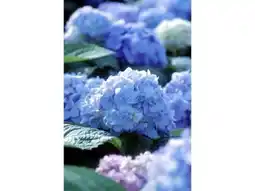 OBI Bauernhortensie Endless Summer Angebot
