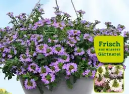 Pflanzen Kölle Fächerblumen-Ampel Angebot