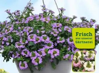 Pflanzen Kölle Fächerblumen-Ampel Angebot