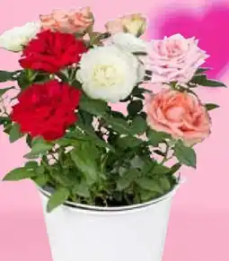 Pflanzen Kölle Rosen im Topf Angebot