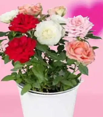 Pflanzen Kölle Rosen im Topf Angebot