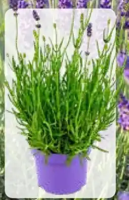Pflanzen Kölle Duftkraut Lavendel Angebot