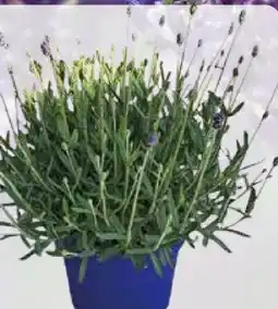 Pflanzen Kölle XL Lavendel Busch Angebot