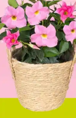 Pflanzen Kölle Dipladenia Angebot