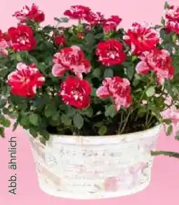 Pflanzen Kölle Rose Gigi Angebot