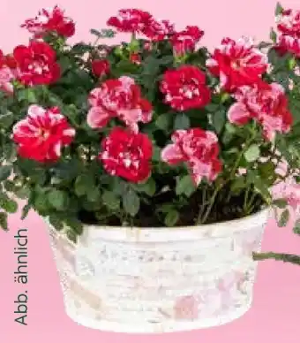Pflanzen Kölle Rose Gigi Angebot