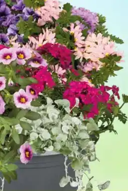 Pflanzen Kölle Kölle's Beste Farbige Mix Balkon-Ampel Angebot