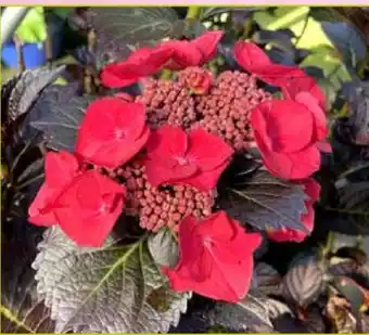 Pflanzen Kölle Rotlaubige Tellerhortensie Angebot