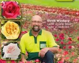 Pflanzen Kölle Kölle's Beste Duftende Edelrose Duftrosenkollektion Angebot