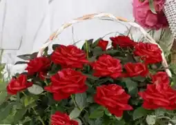 Pflanzen Kölle Großblumige Rosen Angebot