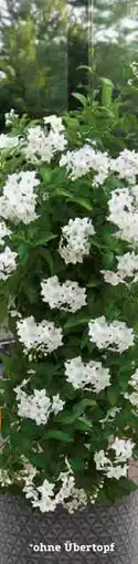 Pflanzen Kölle Kölle's Beste Jasmin-Pyramide Angebot