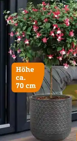 Pflanzen Kölle Fuchsien Stamm Angebot