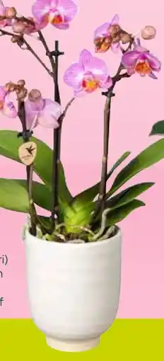 Pflanzen Kölle Schmetterlingsorchidee Angebot