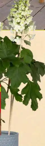 Pflanzen Kölle Eichenblatt-Hortensie Angebot