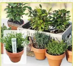 Pflanzen Kölle Mediterranes Kraut Angebot