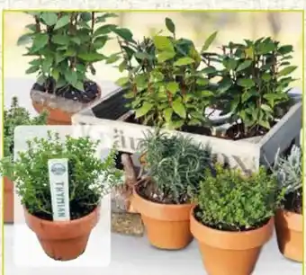Pflanzen Kölle Mediterranes Kraut Angebot