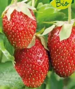 Pflanzen Kölle Kölle's Bio Erdbeeren Angebot