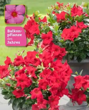 Pflanzen Kölle Kölle's Beste Dipladenia Busch Angebot