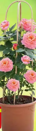 Pflanzen Kölle Kölle's Beste Solitärrose am Doppelbogen Angebot