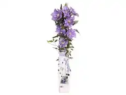 OBI Waldrebe Angebot