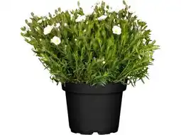OBI Grow By Obi Berg-Sandkraut Angebot