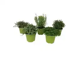 OBI Grow By Obi Italienische Kräuter Angebot