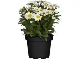 OBI Grow By Obi Garten-Margerite Angebot