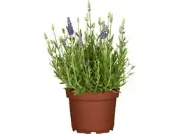 OBI Grow By Obi Echter Lavendel Angebot